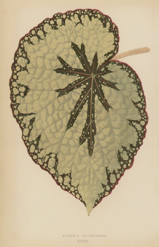 Begonia Marshallii autorstwa English School
