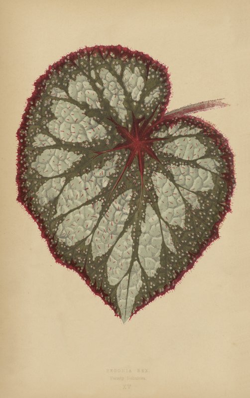 Begonia Rex, Mgławica Różnorodna autorstwa English School