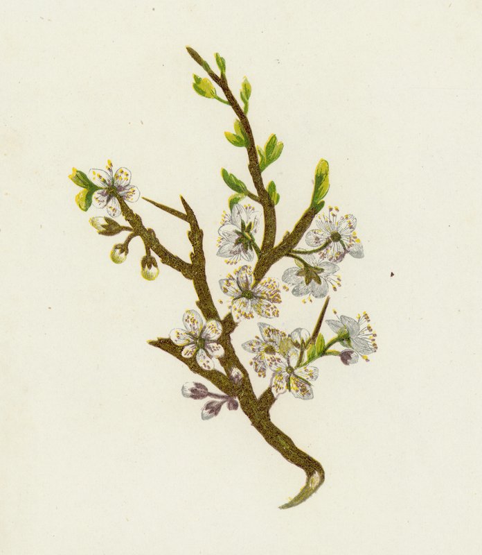 Tarnina lub tarniny, Prunus Spinosa autorstwa English School
