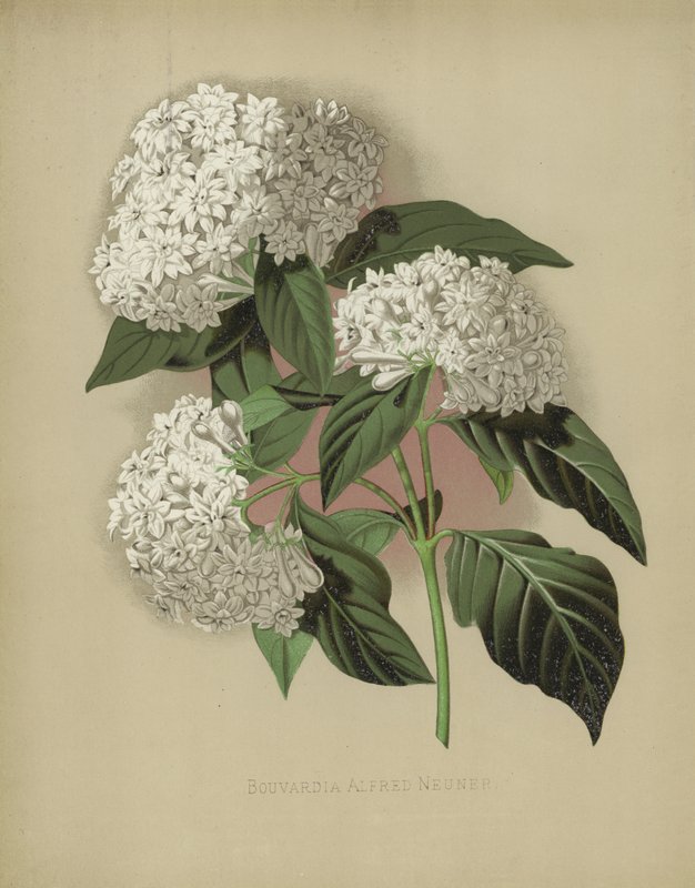 Bouvardia Alfred Neuner autorstwa English School