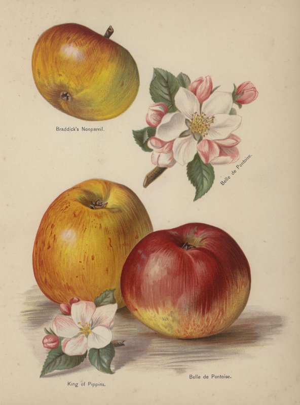 Braddicks Nonpareil, Belle de Pontoise, król Pippins autorstwa English School