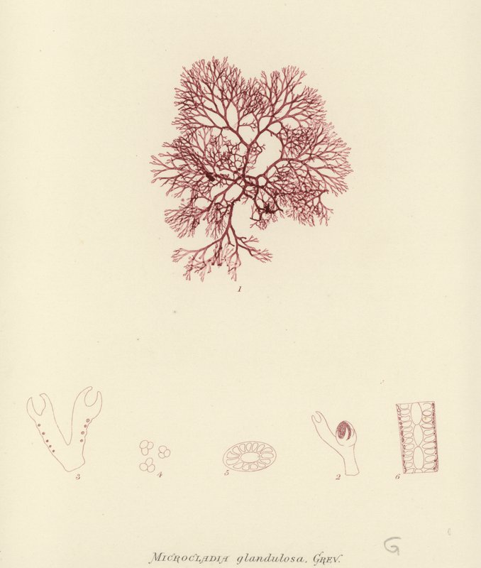 Brytyjskie wodorosty morskie (wydrukowano z natury) autorstwa English School