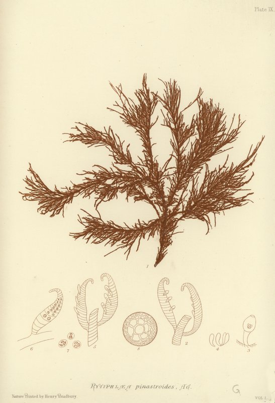 Brytyjskie wodorosty morskie (wydrukowano z natury) autorstwa English School