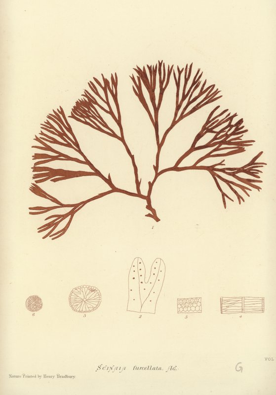 Brytyjskie wodorosty (z nadrukiem natury) autorstwa English School