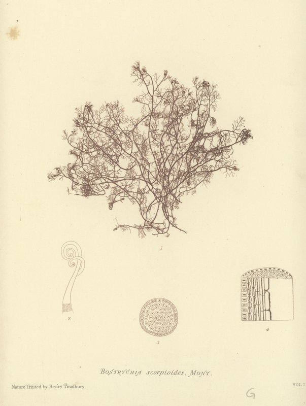 Brytyjskie wodorosty (z nadrukiem natury) autorstwa English School