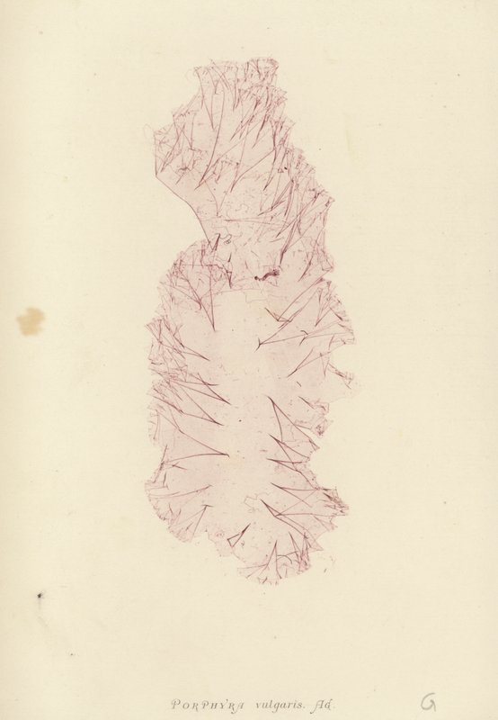 Brytyjskie wodorosty (z nadrukiem natury) autorstwa English School