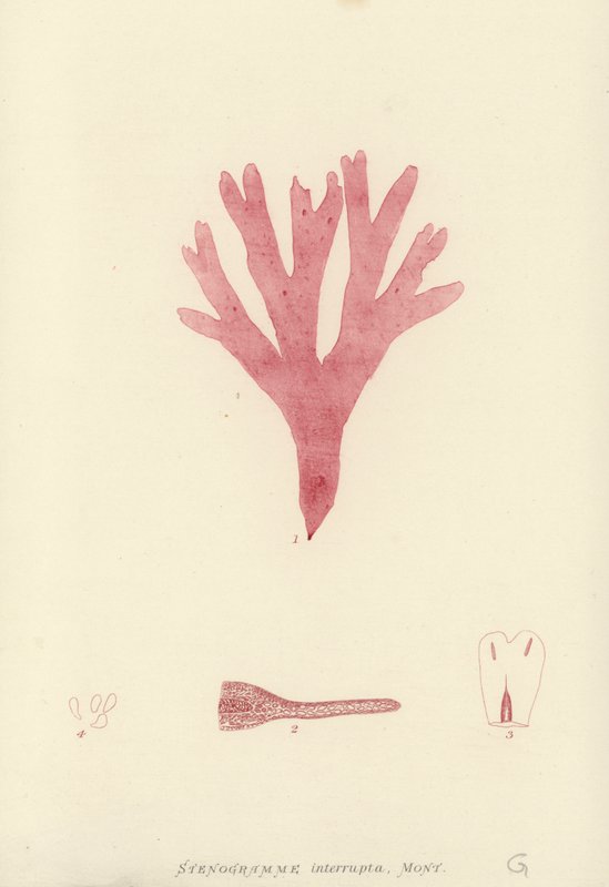 Brytyjskie wodorosty (z nadrukiem natury) autorstwa English School