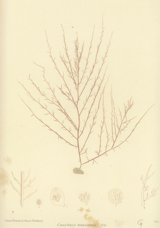 Brytyjskie wodorosty (z nadrukiem natury) autorstwa English School