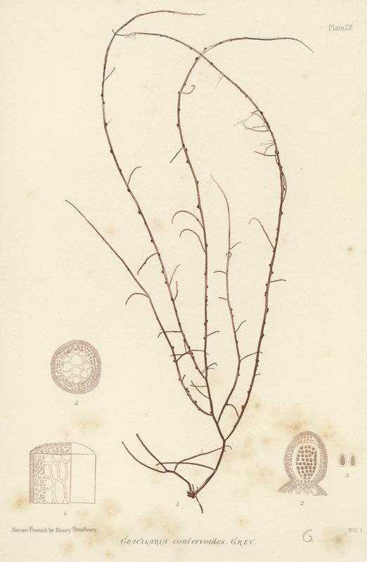 Brytyjskie wodorosty morskie (wydrukowano z natury) autorstwa English School