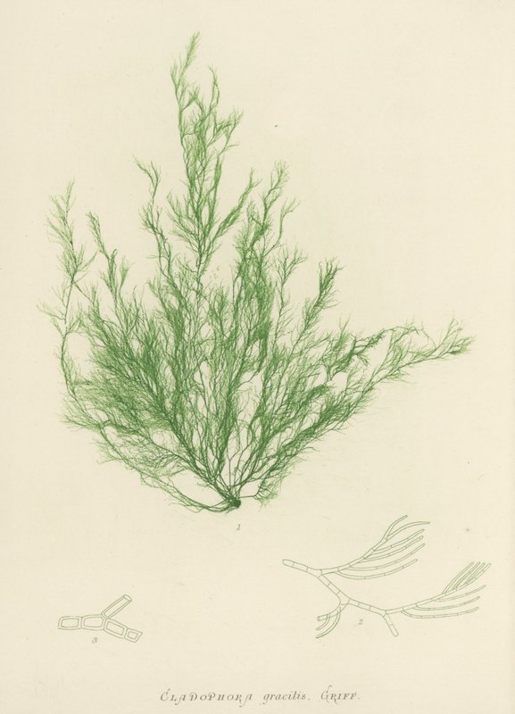 Brytyjskie wodorosty (z nadrukiem natury) autorstwa English School