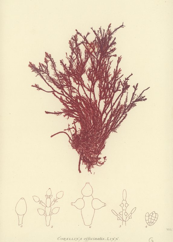 Brytyjskie wodorosty (z nadrukiem natury) autorstwa English School