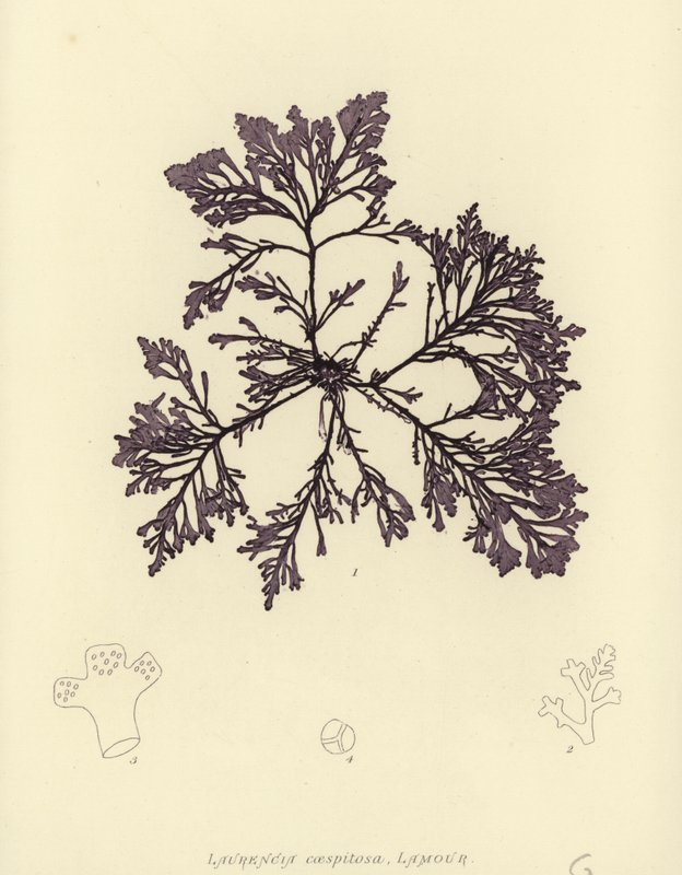 Brytyjskie wodorosty (z nadrukiem natury) autorstwa English School