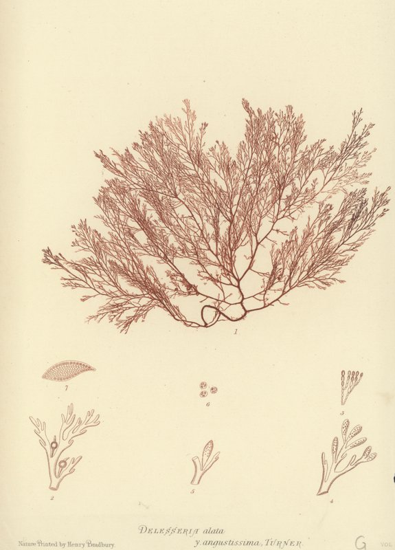 Brytyjskie wodorosty (z nadrukiem natury) autorstwa English School