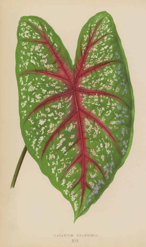 Caladium Chantinii autorstwa English School