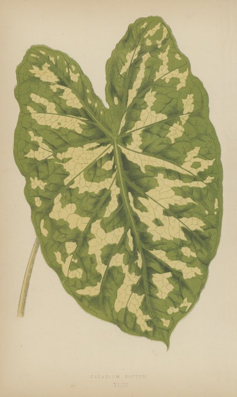 Caladium Pictum autorstwa English School