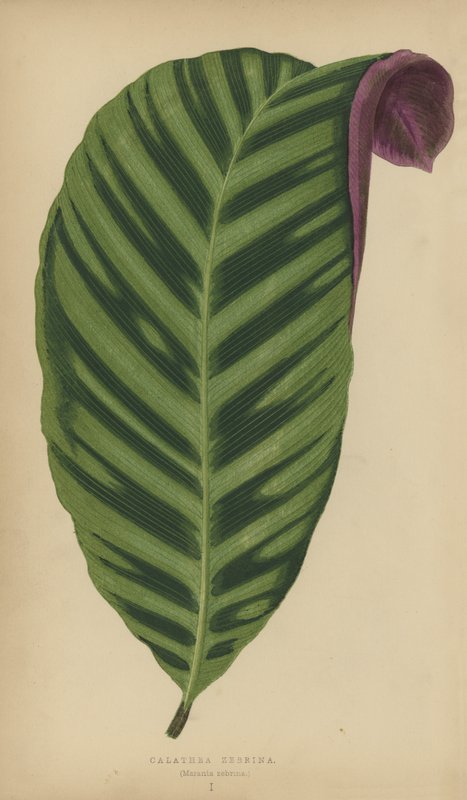 Calathea Zebrina, Maranta zebrina autorstwa English School
