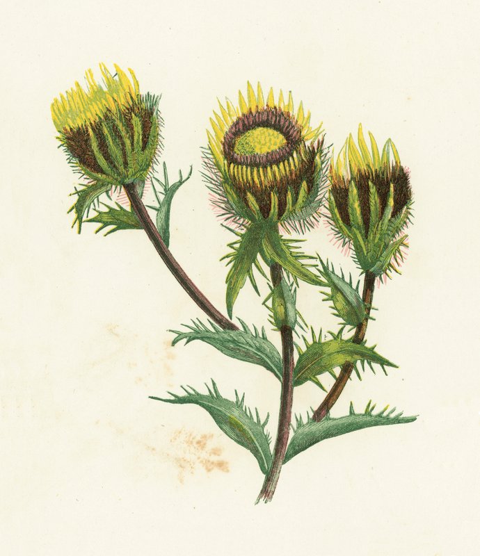 Carline Thistle, Carlina Vulgaris autorstwa English School