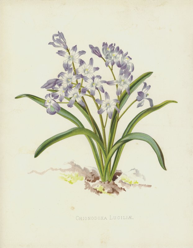 Chionodoxa Luciliae autorstwa English School