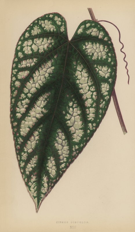 Cissus Discolor autorstwa English School