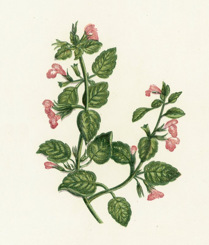 Pospolity Calamintha, Calamintha Officinalis autorstwa English School