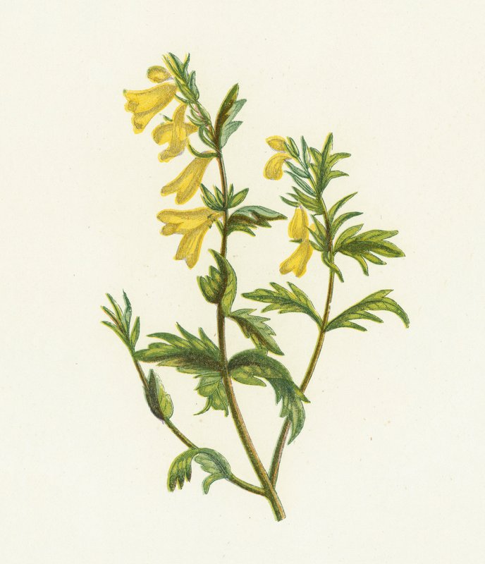 Pszenica zwyczajna, Melampyrum Pratense autorstwa English School