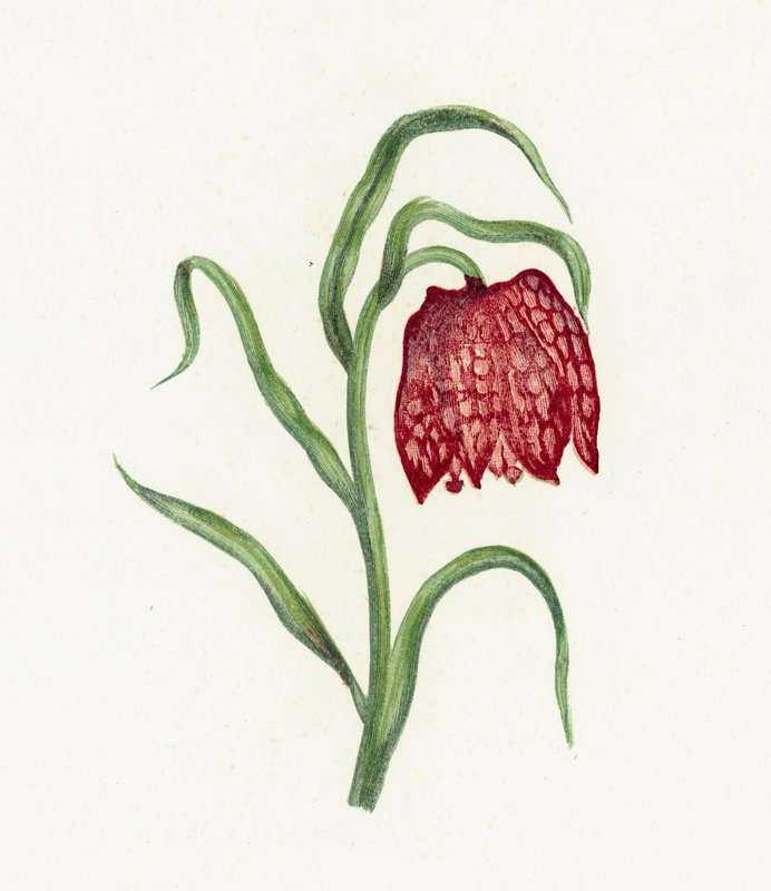 Wspólna Fritillary, Fritillaria Meleagris autorstwa English School