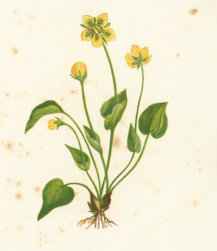 Trawa pospolita Parnasu, Parnassia Palustris autorstwa English School