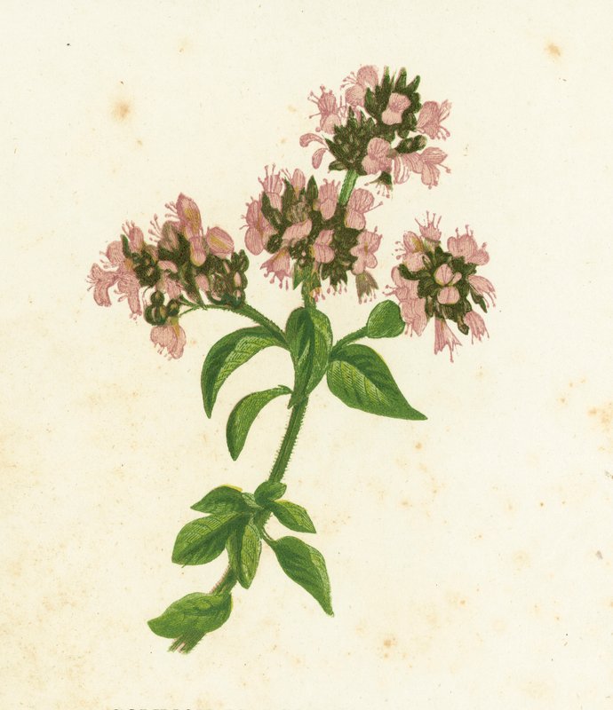 Majeranek pospolity, Origanum Vulgare autorstwa English School