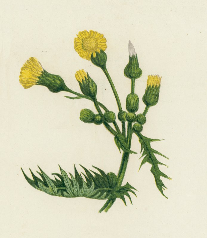 Oset macior pospolity, Sonchus Oleraceus autorstwa English School