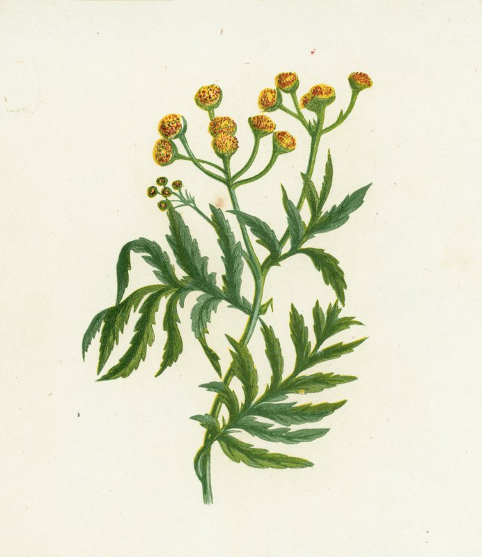 Wrotycz pospolity, Tanacetum Vulgare autorstwa English School