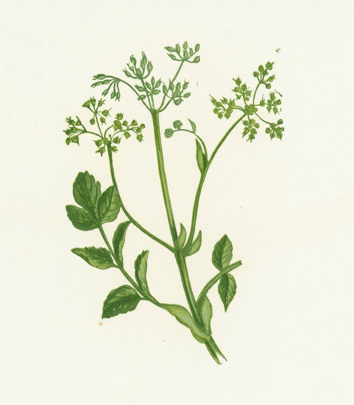 Pasternak zwyczajny, Pastinaca Sativa autorstwa English School