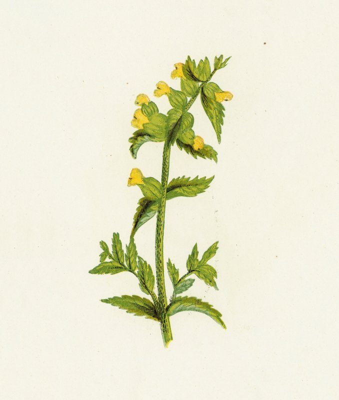 Pospolita żółta grzechotka, Rhinanthus Crista-Galli autorstwa English School