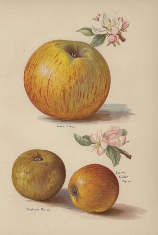 Coxs Orange, Sykehouse Russet, Scarlet Golden Pippin autorstwa English School