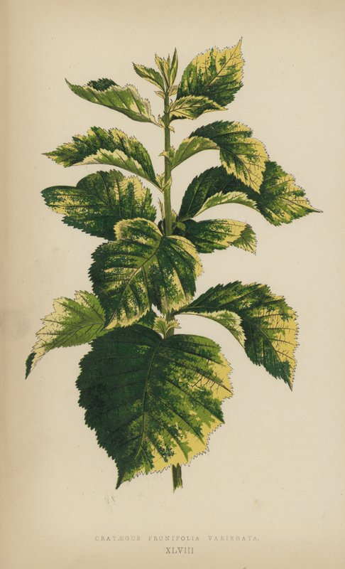Crataegus Prunifolia Variegata autorstwa English School