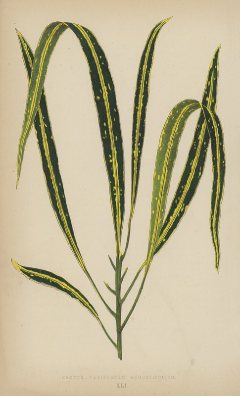 Croton variegatum Angustifolium autorstwa English School