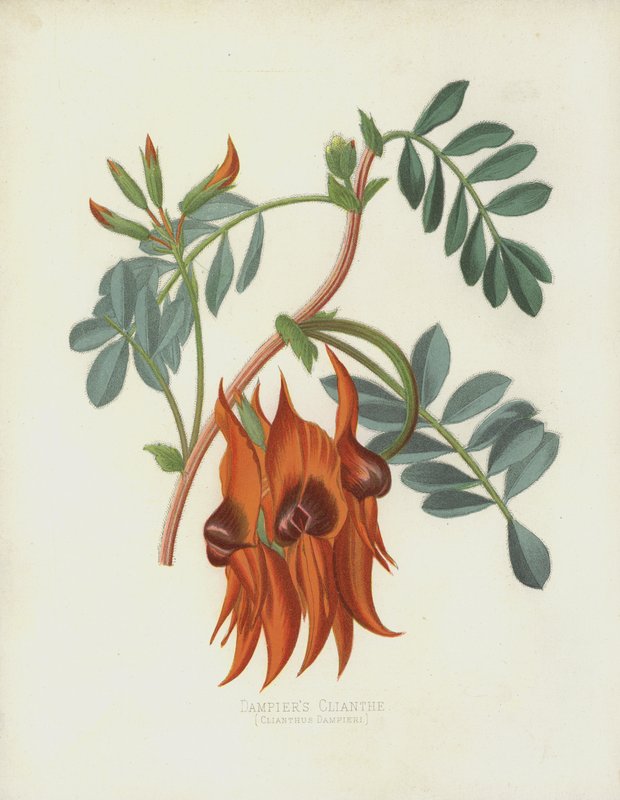 Tłumiki Clianth, Clianthus Dampieri autorstwa English School