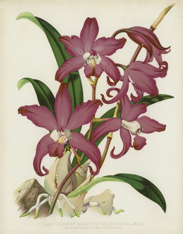 Ciemna odmiana jesiennej Laelia, Laelia Autumnalis, var Atro-Rubens autorstwa English School