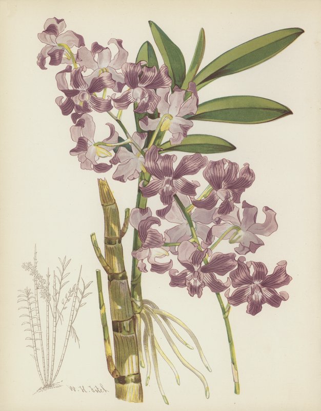Dendrobium Superbiens autorstwa English School