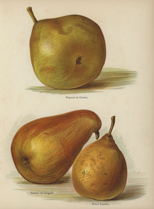 Doyenne du Comice, Souvenir du Congres, Superfine Butter autorstwa English School