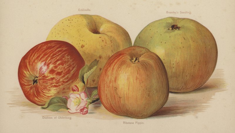 Ecklinville, Sadzonka Bramleys, Księżna Oldenburga, Ribstone Pippin autorstwa English School