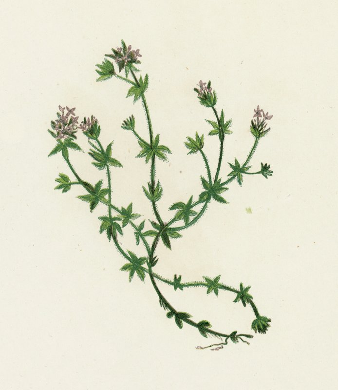 Field Madder, Sherardia Arvensis autorstwa English School