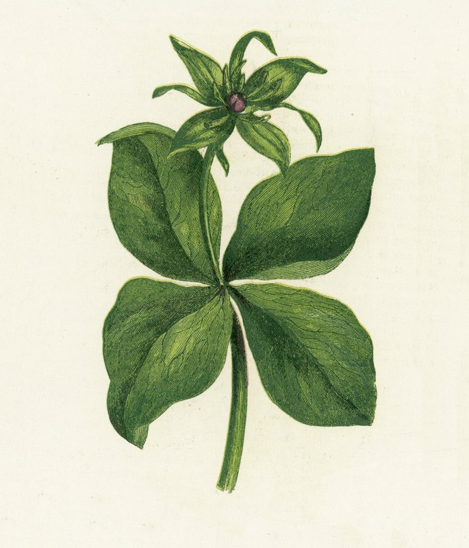 Herb Paris, Paryż Quadrifolia autorstwa English School