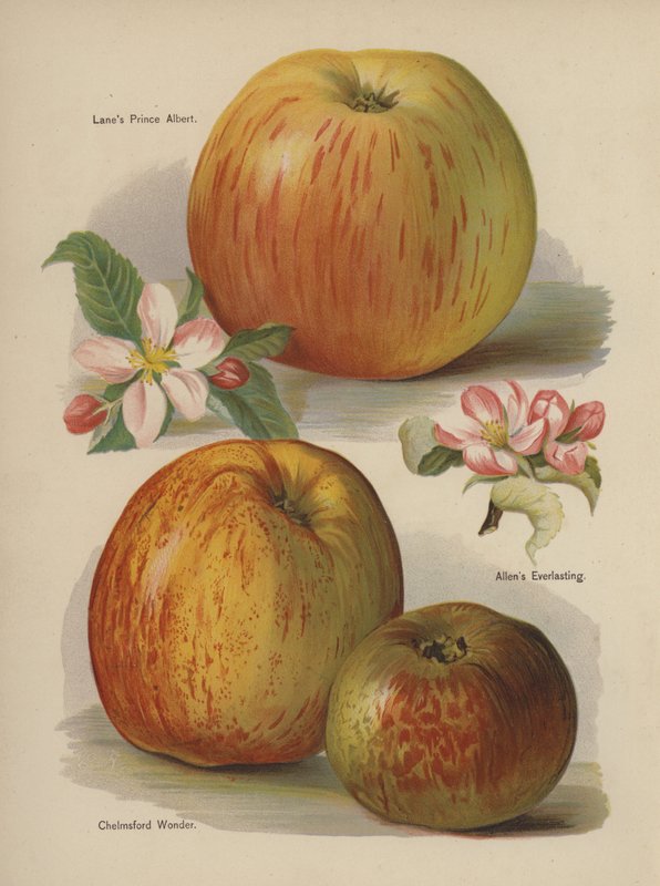 Lanes Prince Albert, Allens Everlasting, Chelmsford Wonder autorstwa English School