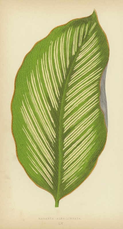 Maranta Alba-Lineata autorstwa English School