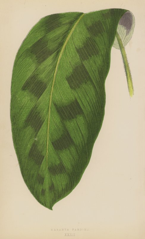 Maranta Pardina autorstwa English School