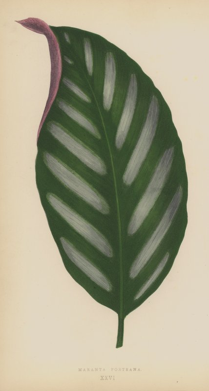 Maranta Porteana autorstwa English School