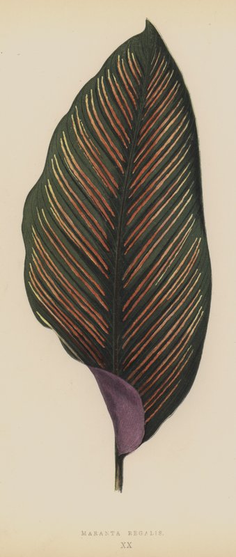 Maranta Royal autorstwa English School