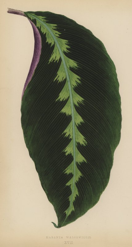 Maranta Warsewiczii autorstwa English School