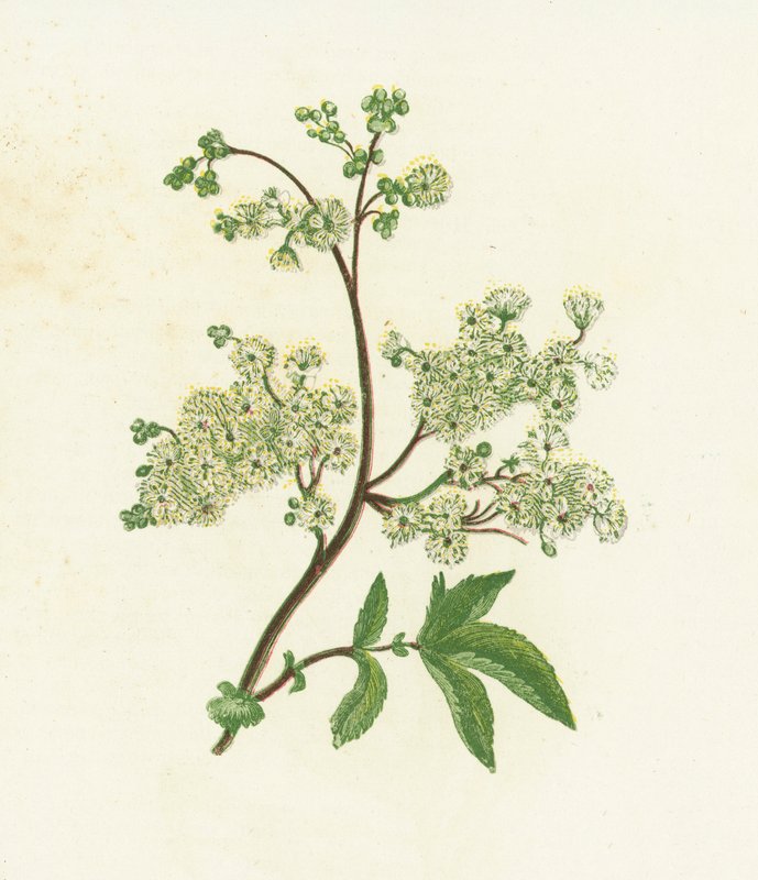 Słodka łąka lub Dropwort, Spiraea Ulmaria autorstwa English School