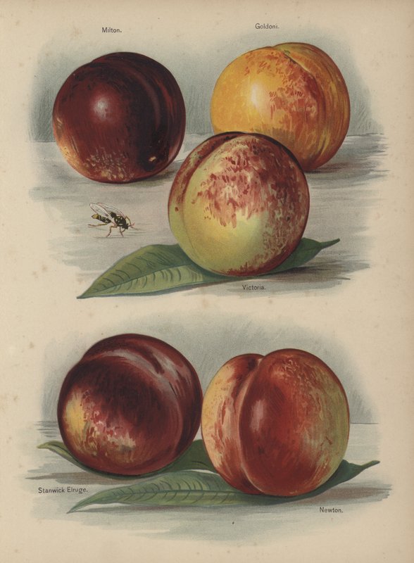 Milton, Goldoni, Victoria, Stanwick Elruge, Newton autorstwa English School